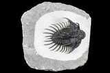 Spiny Comura Trilobite - Top Quality Specimen #108795-1